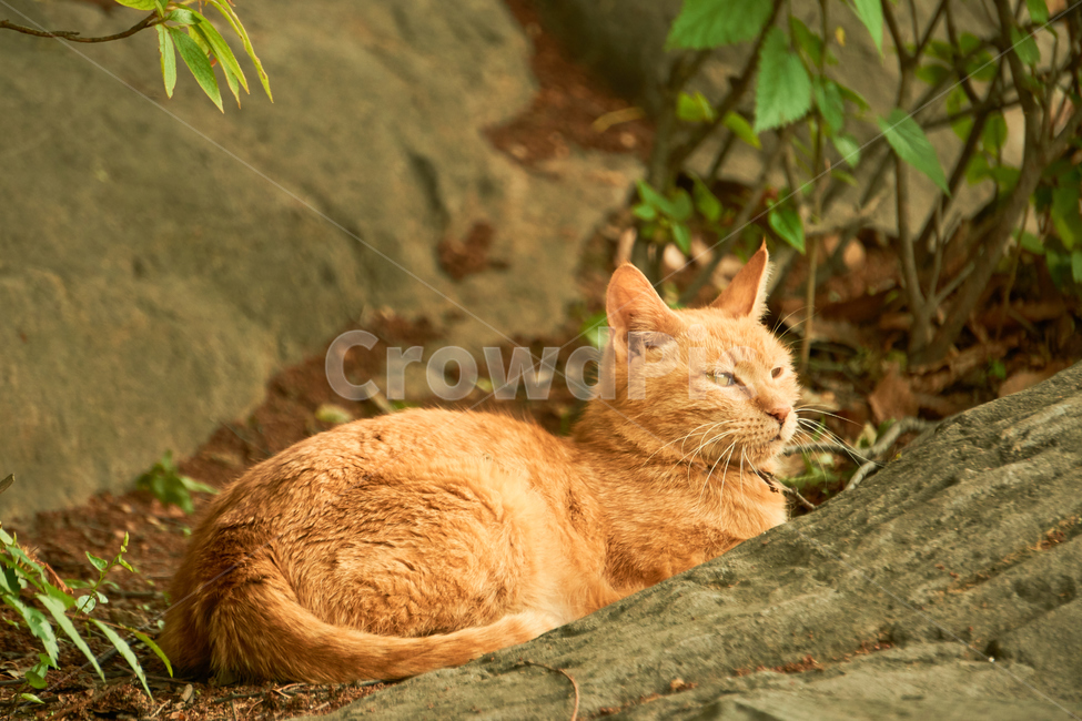 고양이,cat,동물,애완동물,길냥이,야생동물,pet,동물보호,animal,nature