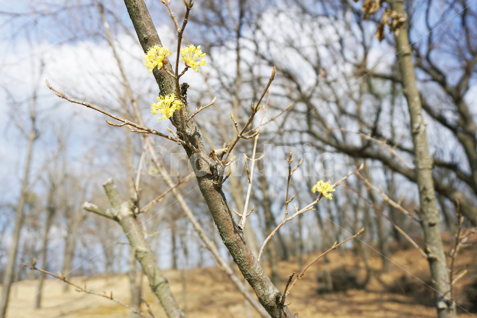 산수유,산수유꽃,산수유나무,봄,나무,꽃나무,노란색,yellow,tree,식물,자연,plants,nature,꽃,flower