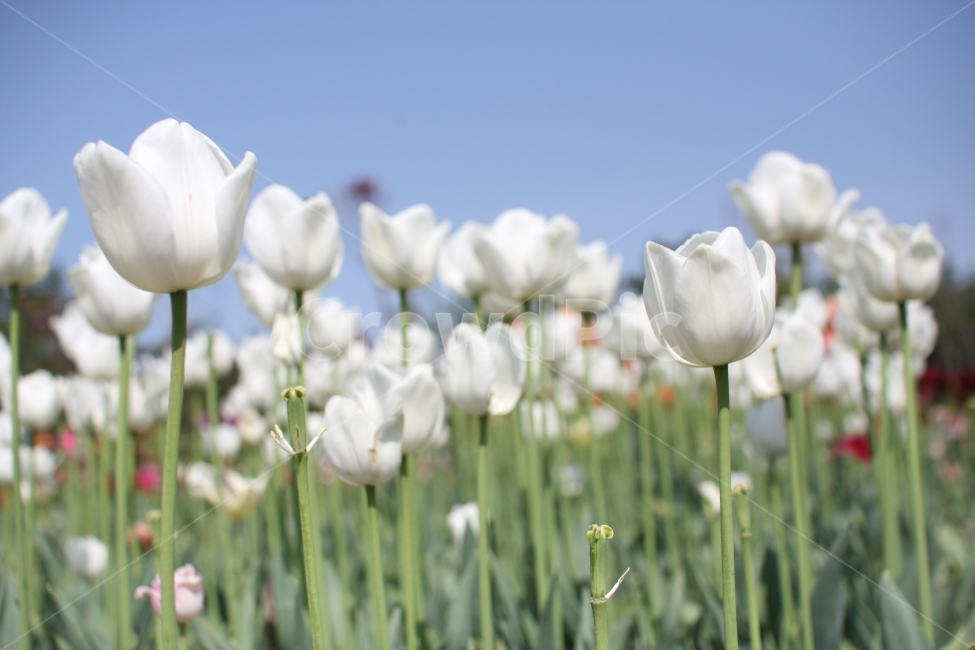 튤립,꽃,봄,튤립축제,화사함,flower,tulip,식물원,봄,계절,spring,season,식물,자연,plants,nature,꽃,flower,plant