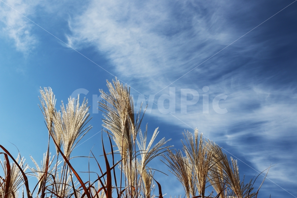갈대,가을,하늘,풍경,가을풍경,가을,계절,fall,autumn,season,자연,풍경,nature,landscape,식물,plants,grass,잔디,plant
