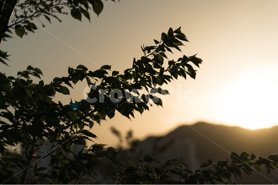 감성,석양,일몰,풍경,자연,나무,sunset,tree,landscape,식물,자연,plants,nature