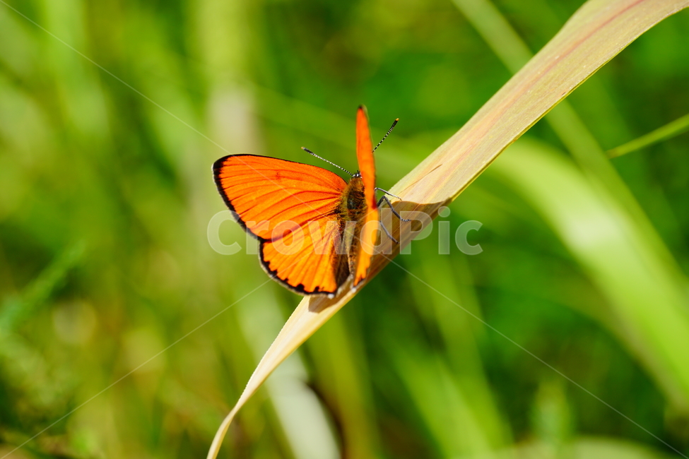 나비,부전나비,곤충,벌레,자연,식물,butterfly,insect,flower,nature,bug,접사,클로즈업,closeup,macro,매크로,마크로,9월,가을,september,autumn,fall,풀,풀잎,꽃사진,가을꽃,동물,animal,곤충,벌레,insect,bug