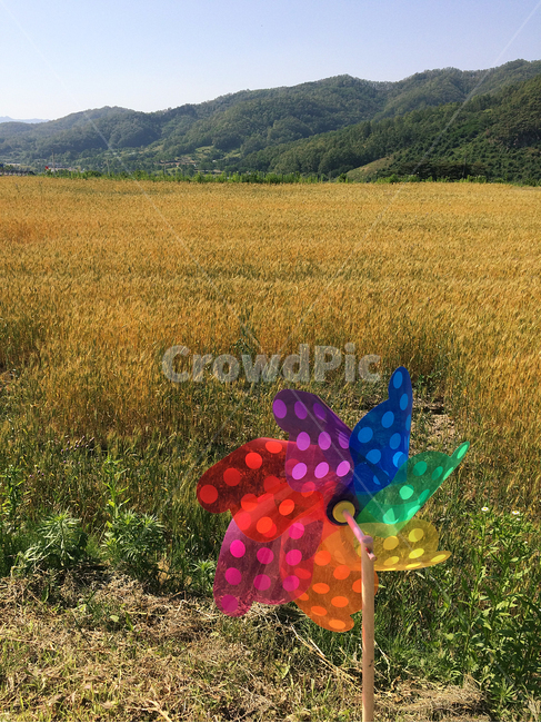 바람개비,청보리밭,풍경,자연,하늘,사물,물건,오브젝트,thing,object,matter