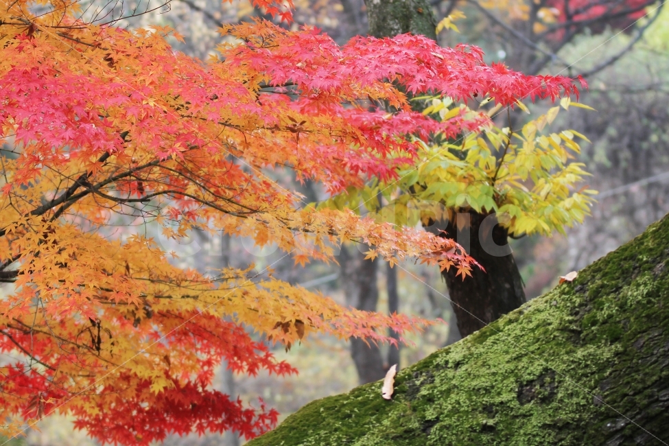 단풍나무,가을사진,단풍잎,단풍,감성사진,가을,계절,fall,autumn,season,식물,자연,plants,nature,나무,trees,wood,tree,plant,leaf,잎,maple