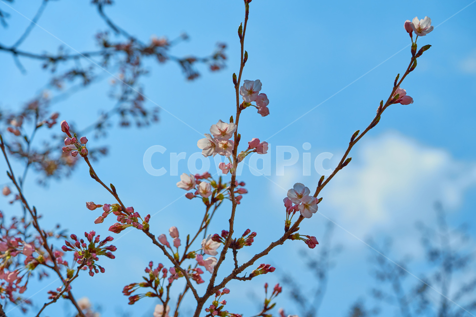 벚꽃,봄,꽃봉오리,푸른하늘,벚꽃나무,하늘,sky,flower,spring,꽃,bud,구름,cloud,피어나는,blooming