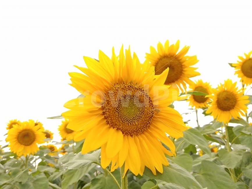 해바라기,꽃,자연,공원,주말,배경,여름,계절,summer,season,식물,자연,plants,nature,꽃,flower,plant,blossom,sunflower