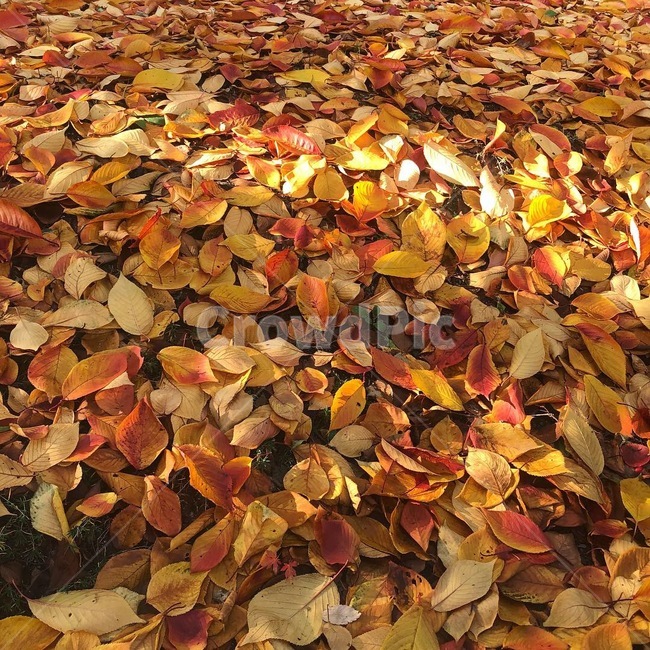 가을,낙엽,가을길,단풍잎,가을낙엽,가을,계절,fall,autumn,season,plant,식물,leaf,잎
