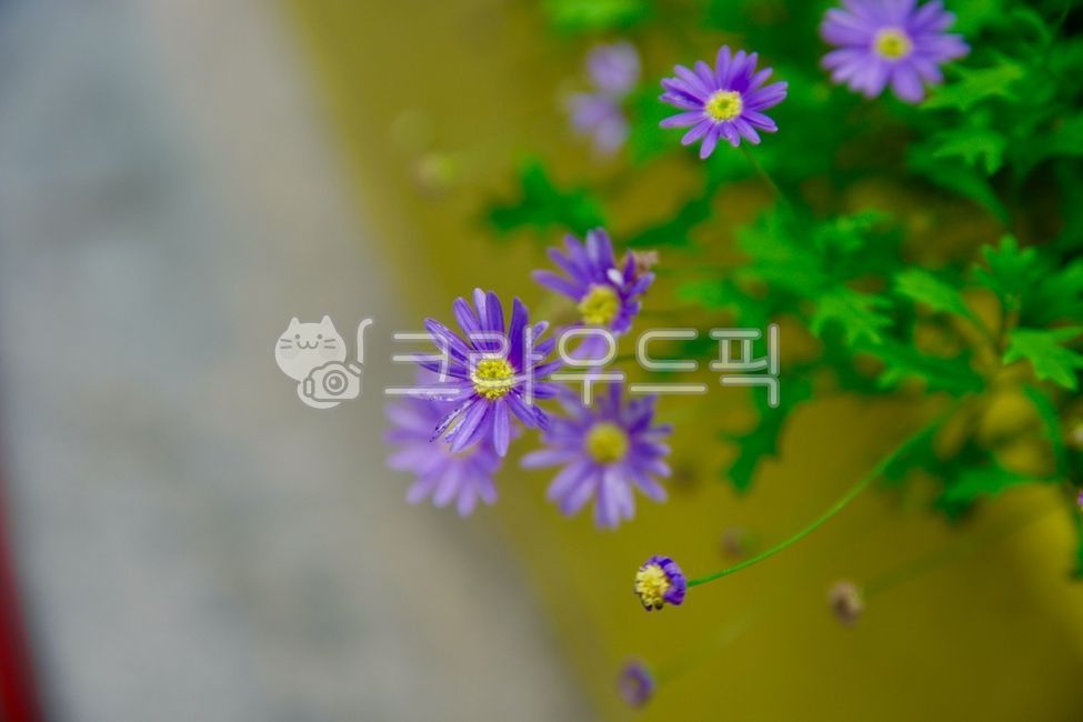 flower bed,purple,wild flowers,flower