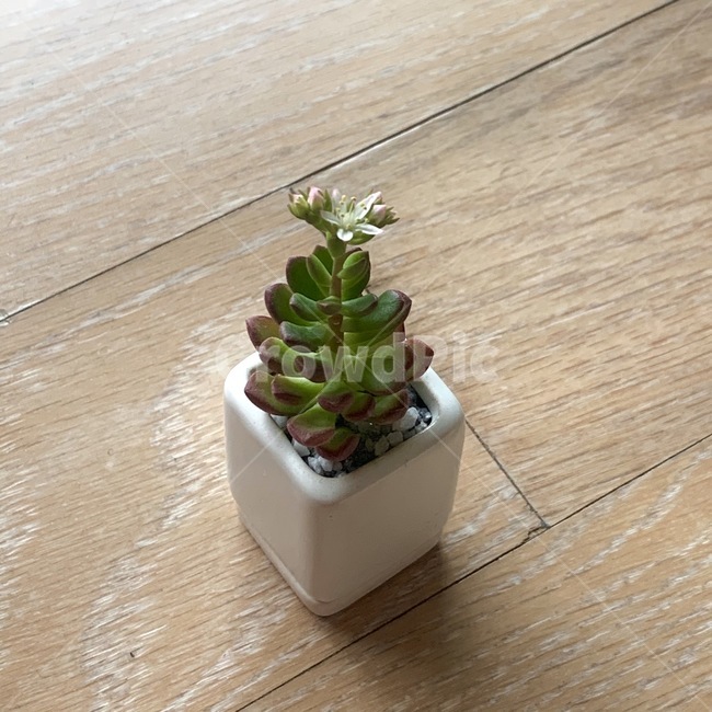 plant,식물,다육이,꽃,화분