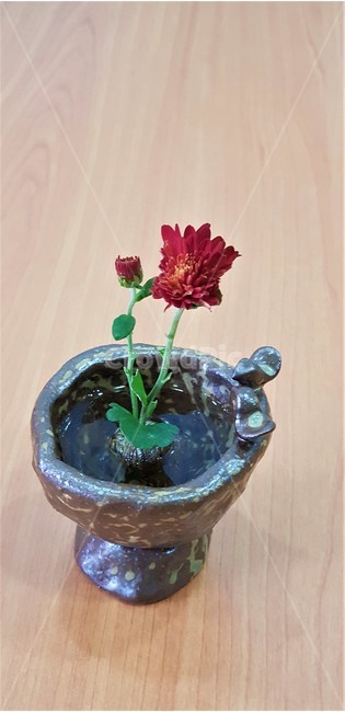 꽃,국화,자연,식물,초록,nature,green,flower,붉은색,red,도자기,수경재배,꽃,flower,실내용화초,화분,화초,house plant
