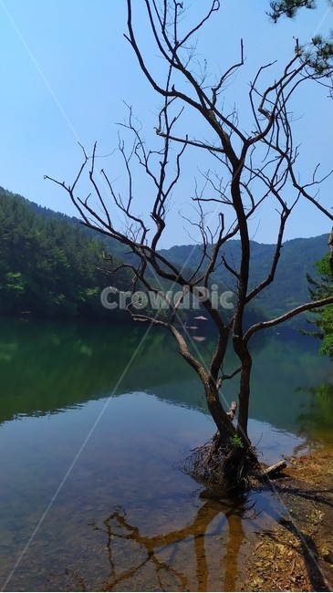 호수,나뭇잎,강가,나무,산그늘,푸름,숲,자연,한가로움,여유