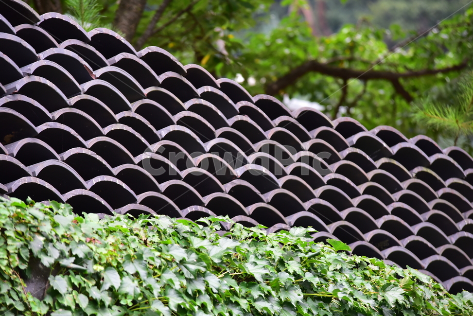 기와,담장이,덩굴,덩쿨,담장이덩쿨,roofingtile