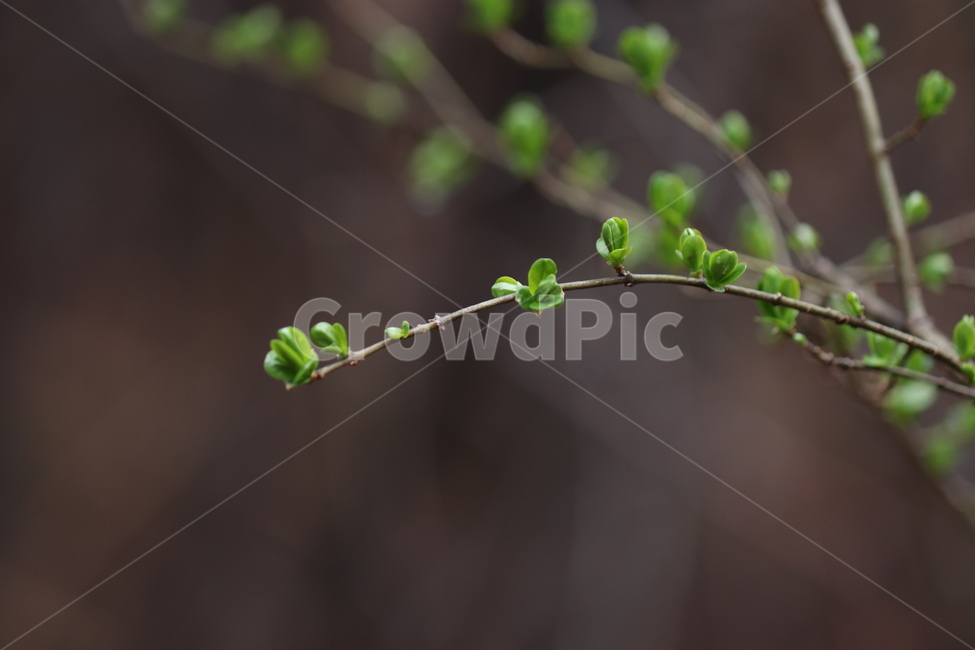 식물,plant,봄,연두,색감,파릇,새순,생명,자연,배경화면,봄날