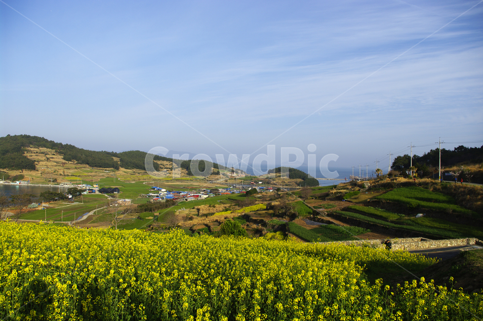 유채꽃,꽃밭,꽃,flower,계절,봄,spring,하늘,구름,풍경,바다,밭,청산도,봄,계절,spring,season,자연,풍경,nature,landscape,한국자연풍경,한국자연경관,korea nature landscape,시골,마을,country,rural,town,grassland,목초지,field,들,outdoors,옥외,농촌,farm,농장,meadow