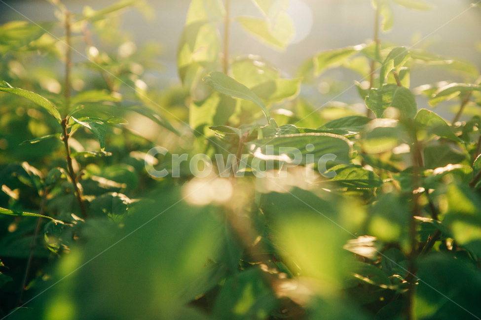 풀,풀잎,자연,빛,햇살,잎사귀,초록,감성,줄기,햇볕,green,nature,식물,자연,plants,nature,휴식,힐링,rest,relaxation,healing