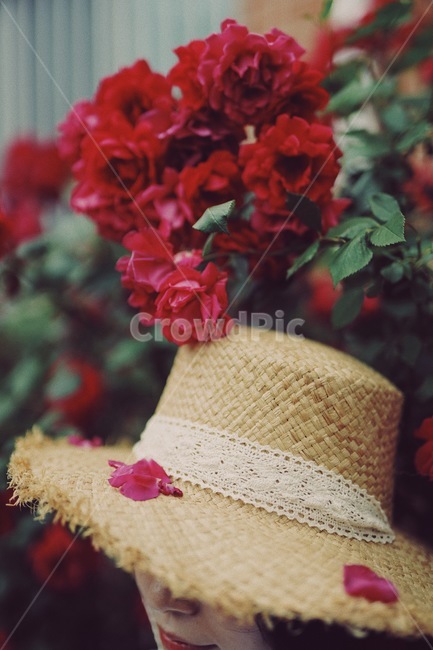 장미,꽃,분홍꽃,rose,flowe,r붉은,빨간색,아웃포커스,감성,보케,자연,색감,식물,자연,plants,nature,꽃,flower,사람,인물,인간,human,person,여성,여자,woman,female,lady,감성,sensible,feeling