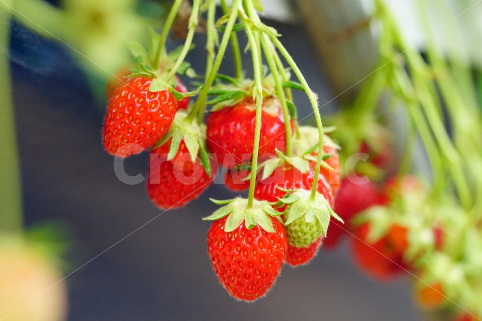 딸기,과일,열매,식물,자연,빨강,fruit,strawberry,nature,red,식물성,과실,농장,농작물,농산물,빨간,빨강색,빨간색,맛있는,맛있다,싱싱한,싱싱한다,수확,재배,과수원,음식,식재료,요리,food,cook,meal,dishes,food reserves,과일,열매,fruit,채소,야채,vegetables