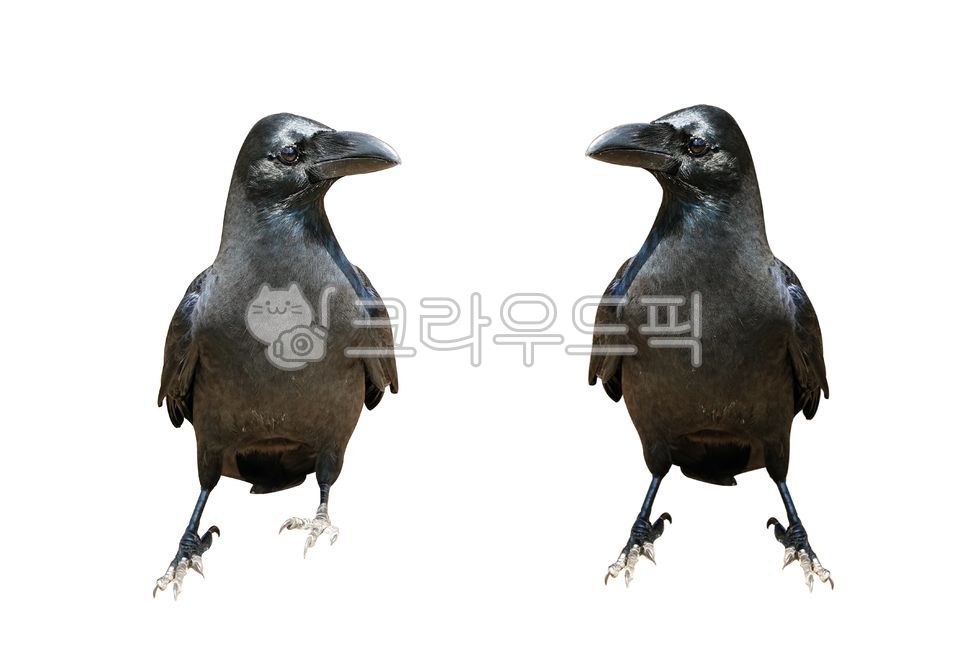 까마귀,새,조류,배경,흰색배경,부리,검정,발톱,깃털,날개,동물,crow,bird,avian,background,whitebackground,beak,black,claw,feather,wing,animal