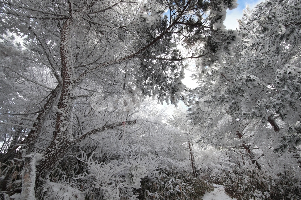 한라산,상고대,설산,겨울,겨울산행,눈꽃,진달래대피소,성판악,관음사,제주도,제주,백록담,겨울,계절,winter,season,식물,자연,plants,nature,나무,trees,wood