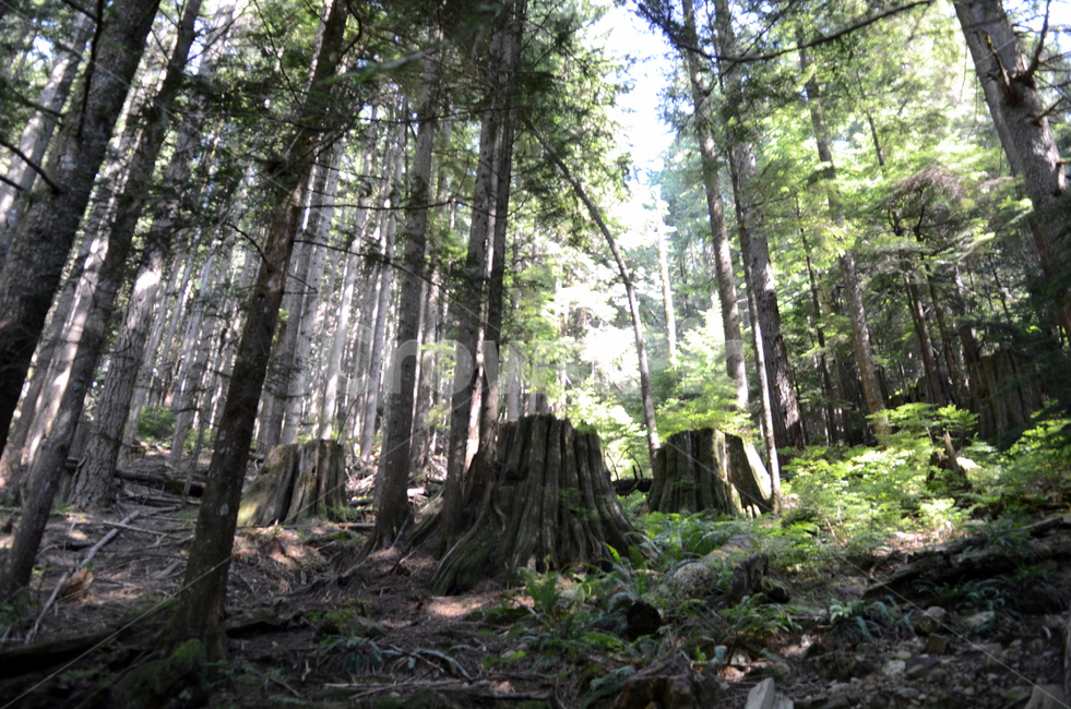 숲,풀숲,푸름,나무,힐링,초록,자연,풍경,nature,landscape,tree stump,그루터기