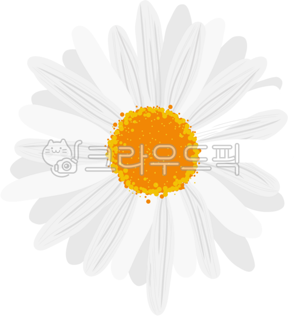 샤스타데이지,데이지,데이지꽃,꽃,식물,정면꽃,플라워일러스트,데이지그림,흰꽃,플라워,데이지패턴,웹디자인꽃,봄분위기,초여름,봄,자연,봄꽃,하얀꽃,데이지배경,꽃아트