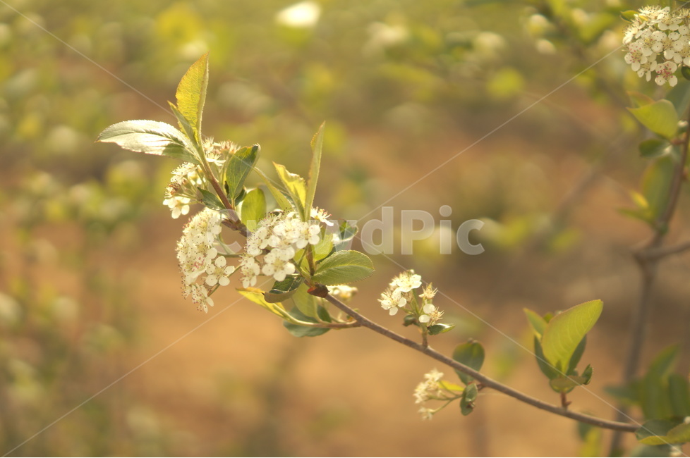 아로니아,aronia,아로니아나무,아로니아농장,식물,식물,자연,plants,nature