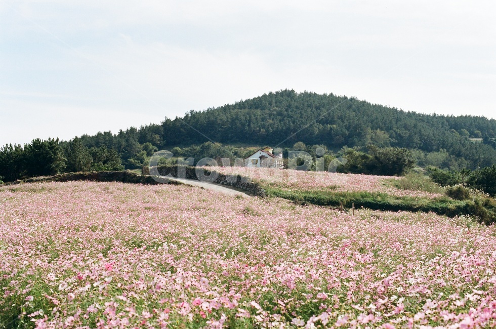 가을,꽃,코스모스,완도,청산도,서편제길,섬,자연,풍경,한국자연풍경,nature,autumn,flowers,cosmos,landscape,전라남도,옥외,outdoors,가을꽃