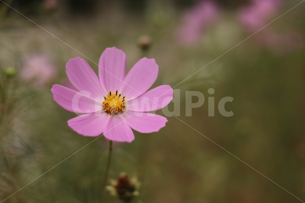 코스모스,cosmos,가을,가을꽃,flower,fall,autumn,캐논200D,canon200D,가을,계절,fall,autumn,season,식물,자연,plants,nature,꽃,flower,감성,sensible,feeling,plant