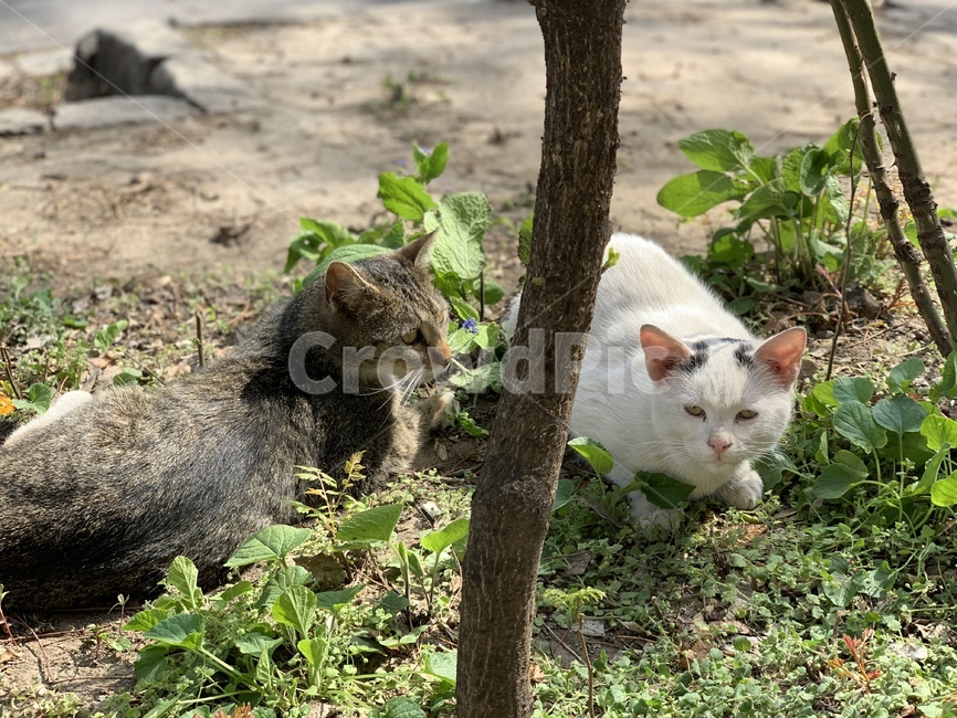 고양이,길고양이,길냥이,풀숲,여유,동물,animal,포유류,mammal,고양이,cat,kitten,kitty