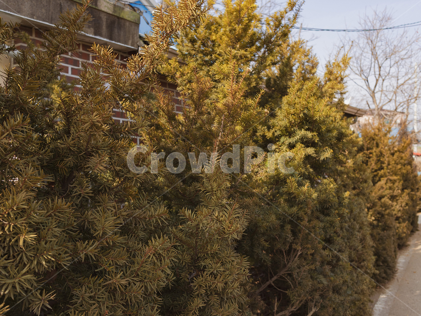 plant,식물,나무,nature,자연,outdoors,옥외,landscape,tree,나무,trees,wood
