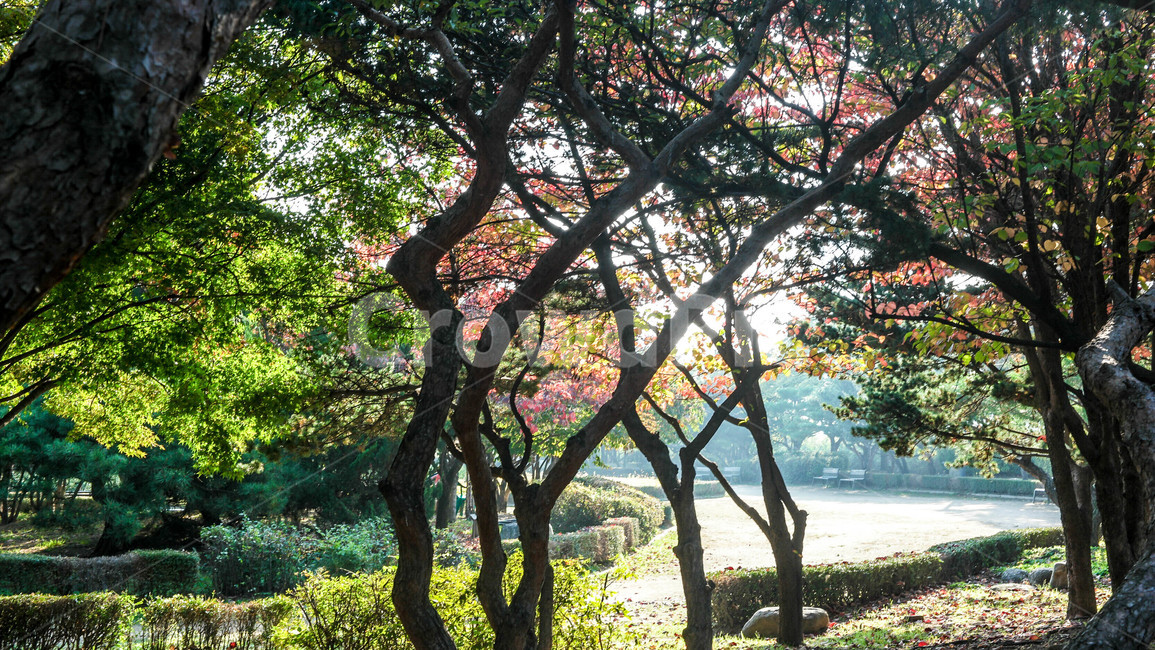 단풍,낙엽,가을,고엽,낙옆,나무,trees,wood