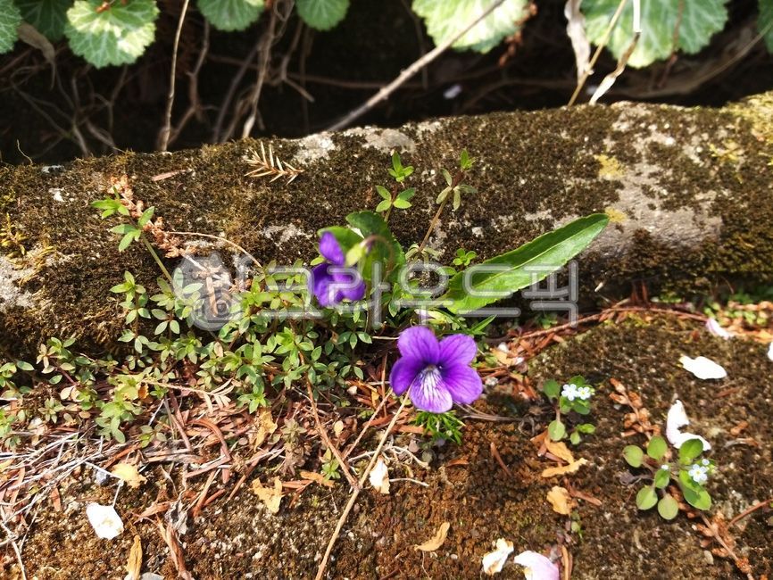 바닥,식물,plant,자연,보라색꽃