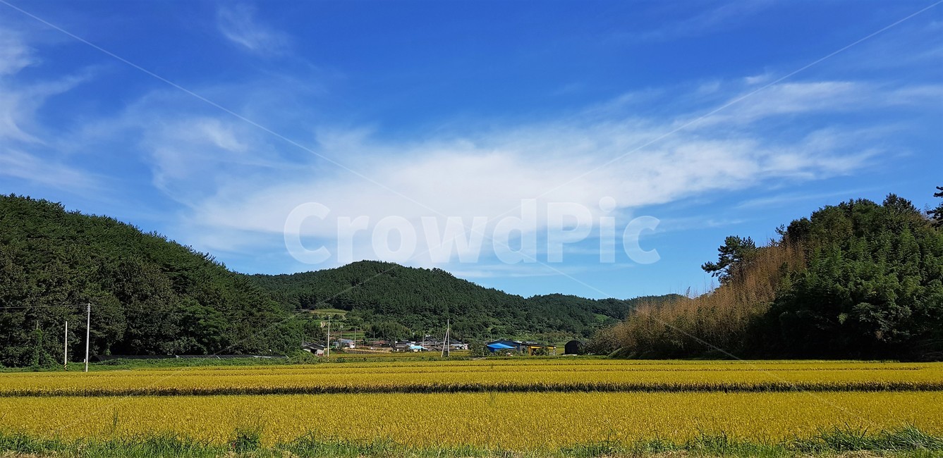 가을,들판,벼,단풍,하늘,시골풍경,구름,자연,풍경,곡식,가을,계절,fall,autumn,season,자연,풍경,nature,landscape,outdoors,옥외,field,들,grassland,목초지,farm,농장,rural,농촌