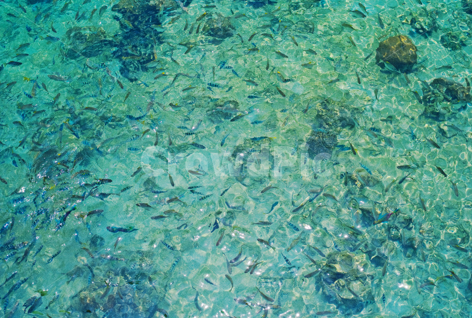 water,물,outdoors,옥외,sea,바다,ocean,대양,nature,자연,animal,동물,sealife,해양생물,열대어,tropical,trocpicalfish,배경,background,blue,여름,계절,summer,season,동물,animal