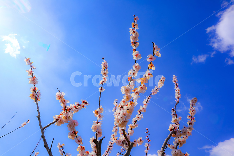 매화,꽃,나무,하늘,구름,봄,계절,spring,season,식물,자연,plants,nature,꽃,flower,plant