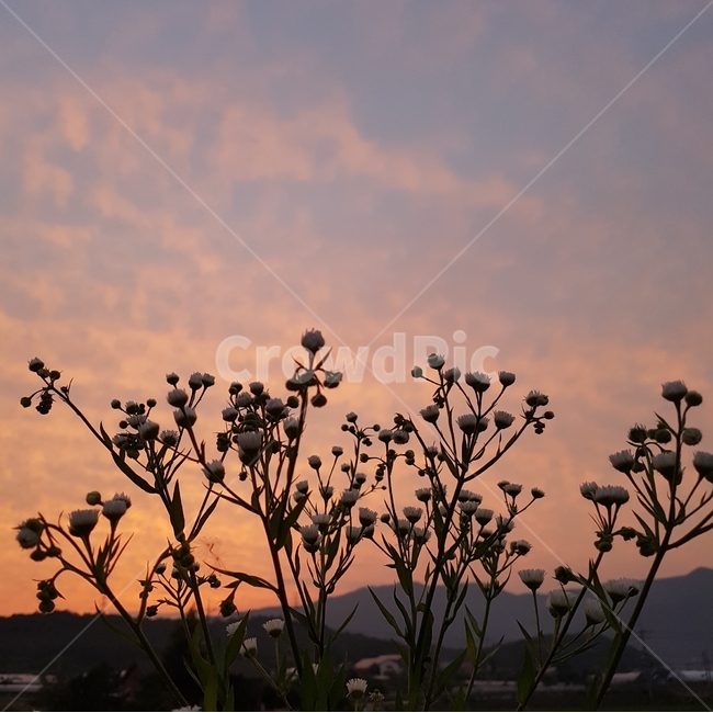 노을,하늘,석양,일몰,들꽃,해넘이,꽃,일출,해돋이,역광,sunset,sky,풍경,구름,식물,자연,plants,nature