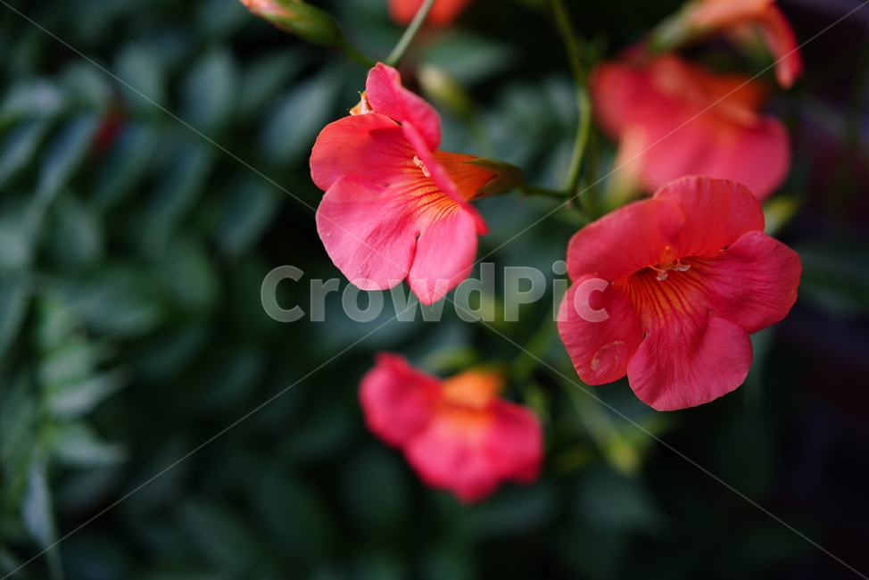 능소화,꽃,플라워,색감,주황,식물,생물,생명,flower,컬러