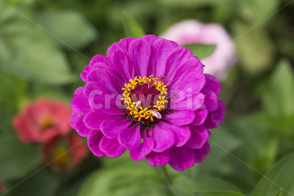 백일홍,꽃,백일홍꽃,백일초,식물,자연,가을,계절,핑크,식물,자연,plants,nature,꽃,flower