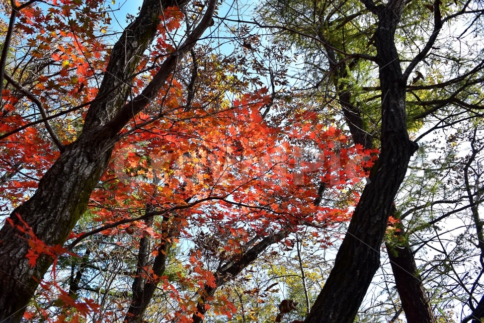 치악산,가을,풍경,단풍,탐방,국립공원,빨간단풍,파란하늘,가을색,오색,울긋불긋,알록달록,그림같은,칼라풀,뷰티플,아름다운,힐링,감성,자연,정취,산세,명산,100대명산,nature,산,등산,트레킹,풍경사진,가을사진,가을색채,가을의정취,맑음,청명,가을날씨,가을,계절,fall,autumn,season,식물,자연,plants,nature,나무,trees,wood,tree,plant,tree trunk,나무 줄기