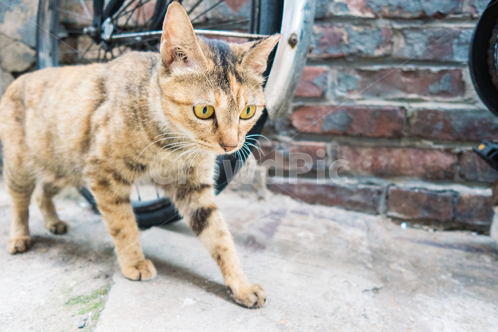 고양이,길냥이,길고양이,냥이,캣,cat,길냥,고양고양,동물,아기고양이,새끼고양이,동물,animal,포유류,mammal,고양이,cat,kitten,kitty