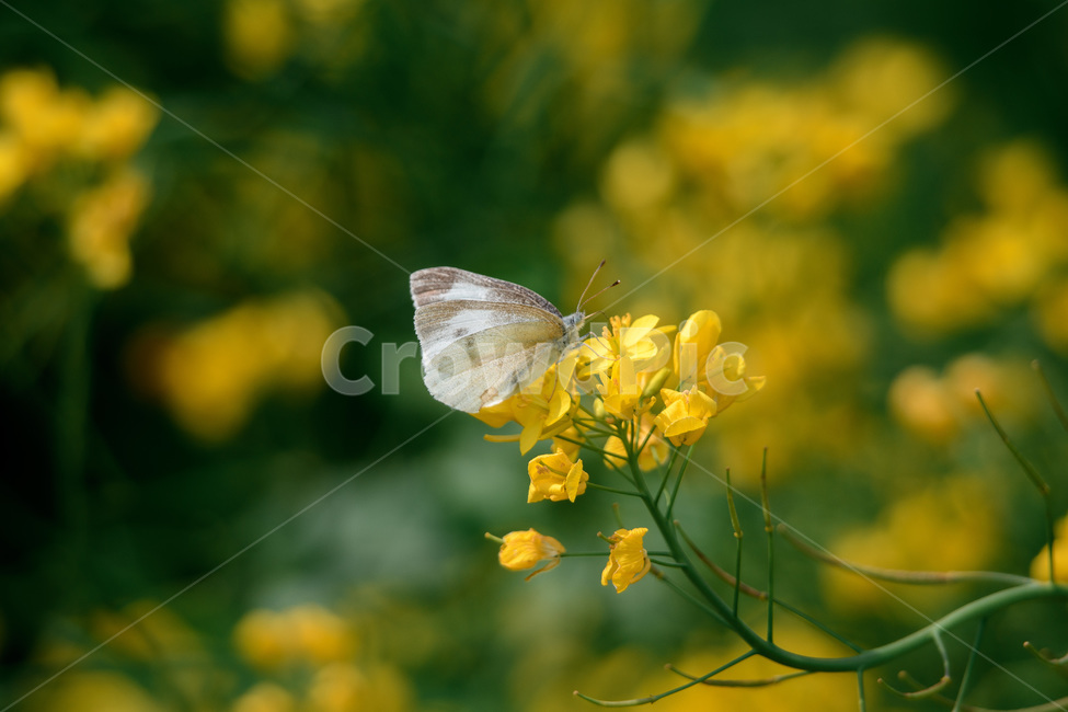 안성팜랜드,유채꽃,봄꽃,나비,보케,봄,계절,spring,season,식물,자연,plants,nature,꽃,flower,동물,animal,곤충,벌레,insect,bug