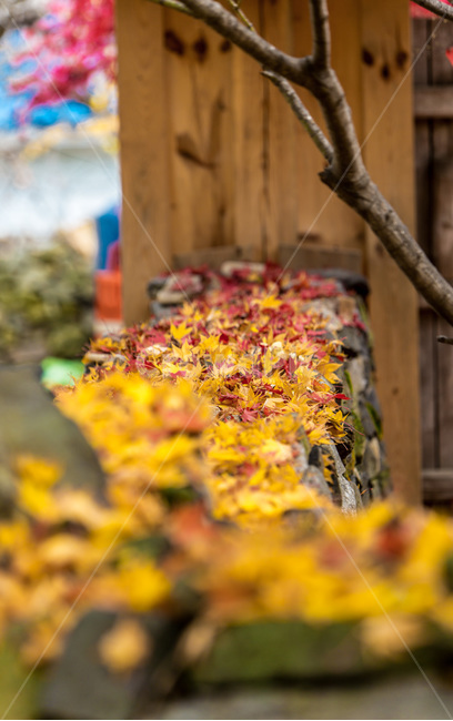 단풍,낙엽,돌담,감성,가을,가을,계절,fall,autumn,season,한국전통,한국문화,korean traditional,korean culture,leaf,잎,plant,식물,tree,나무