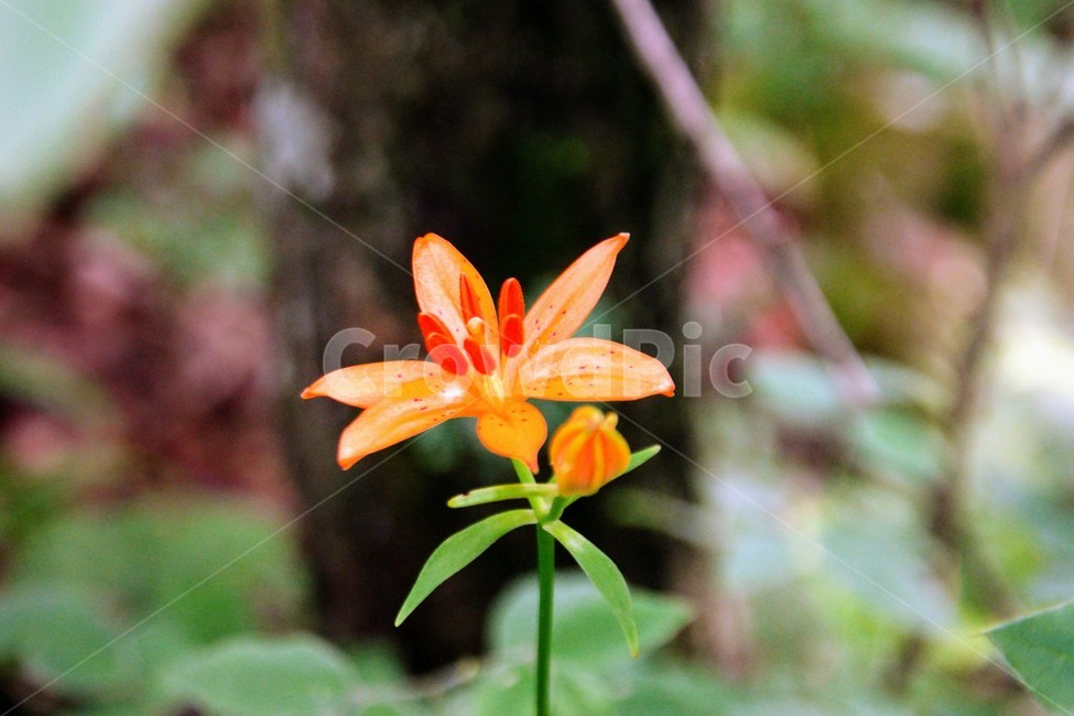 꽃,나리꽃,주황색,여름,산,식물,자연,plants,nature,꽃,flower