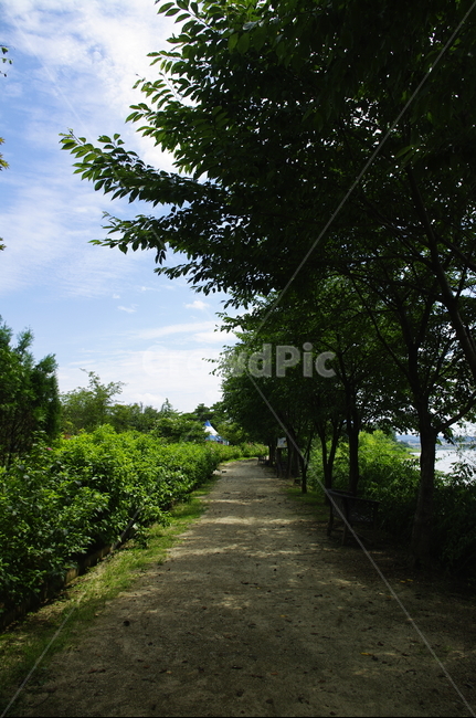 길,초록,나무,잎,식물,plant,자연,nature,숲,하늘,구름