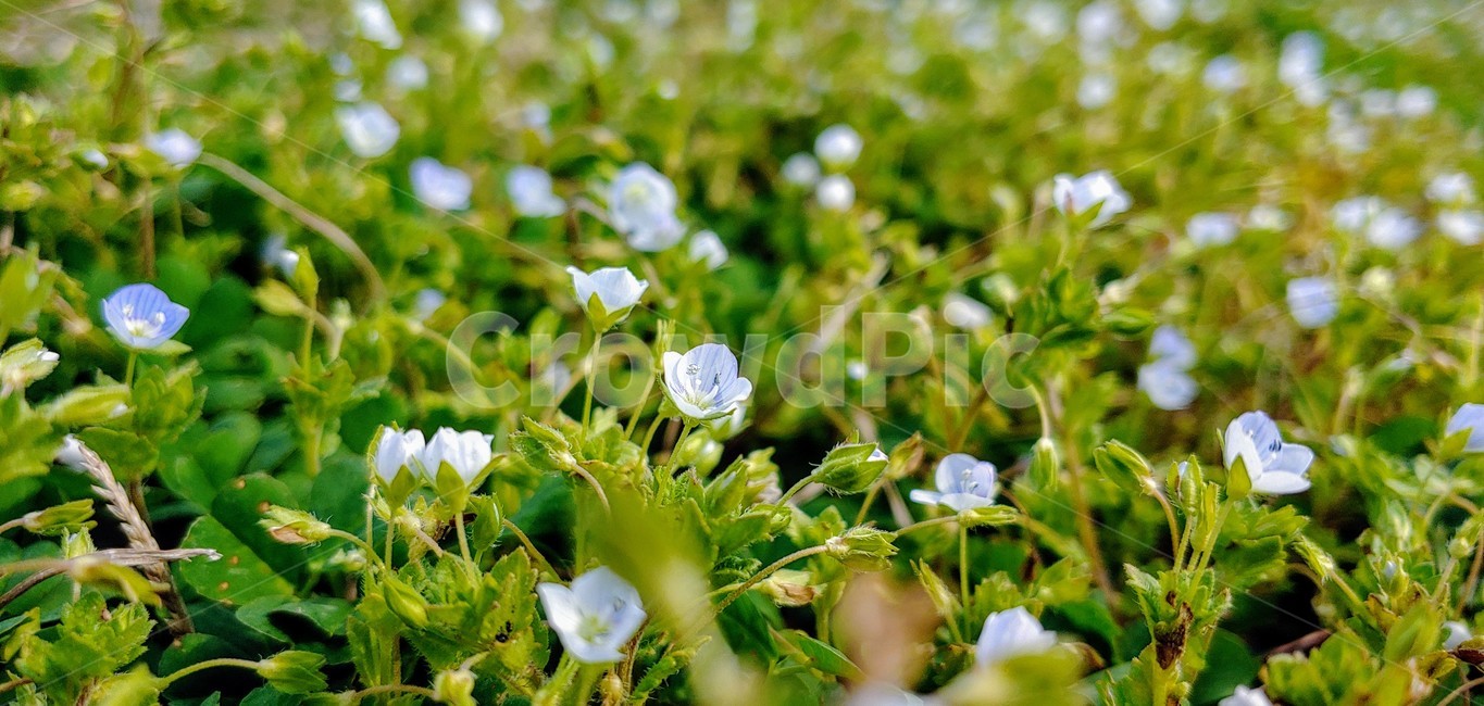풀꽃,들꽃,봄꽃,들,들판,식물,꽃,flower,시골,풀,초록색