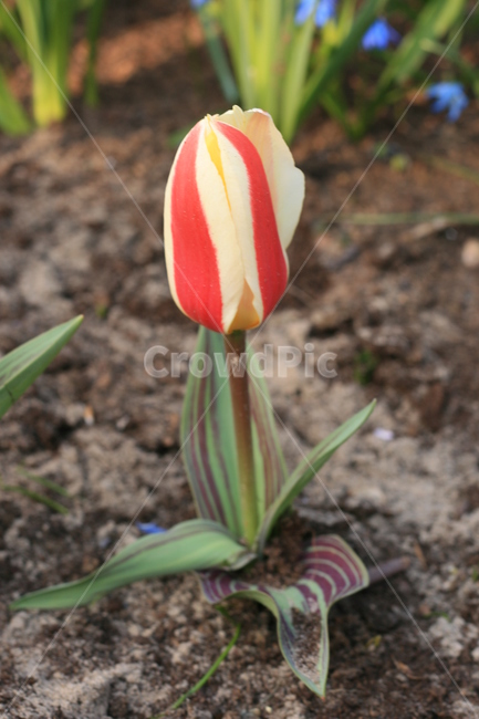 꽃,정원,튤립축제,식물,꽃밭,튤립,줄무늬튤립,flower,garden,tulip,cutetulip,식물,자연,plants,nature,꽃,flower
