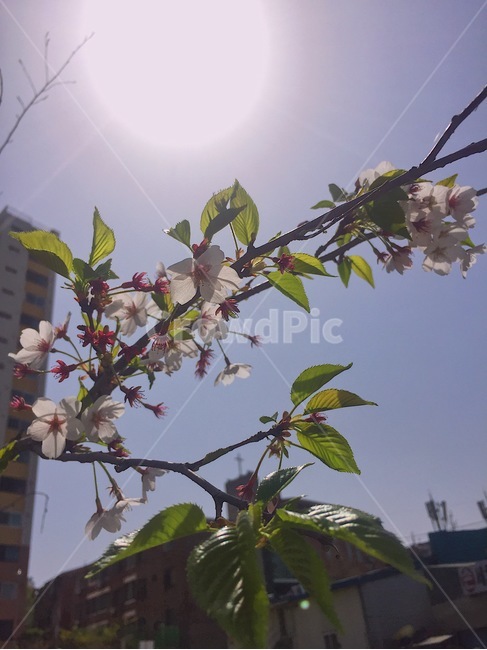 꽃,벚꽃,나무,하늘,해