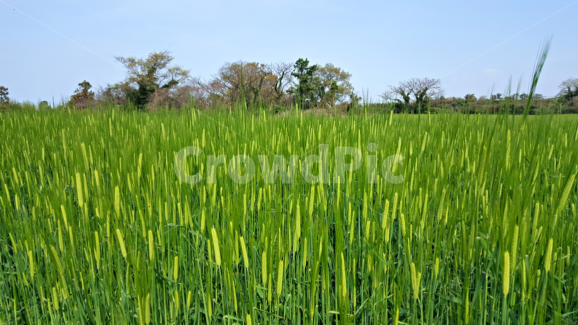보리밭,청보리밭,grass,잔디,field,들,vegetation,초목,plant,식물