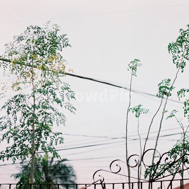 나무,하늘,powerlines,집,풍경