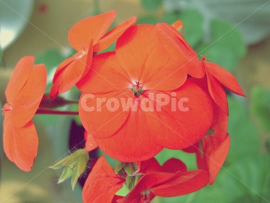 제라늄,꽃,식물,붉은색,접사,식물,자연,plants,nature,꽃,flower